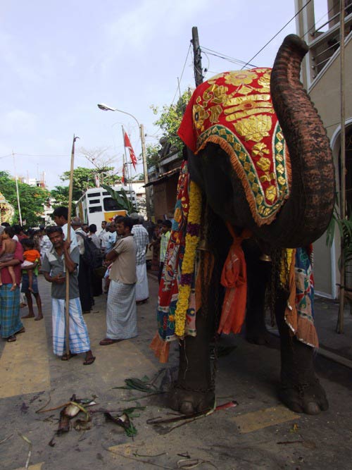 The elephant blesses devotees.