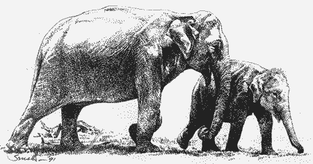 elephants, Yala National Park
