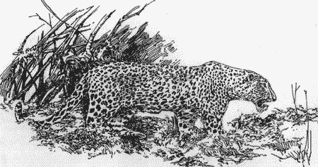 leopard, Yala National Park