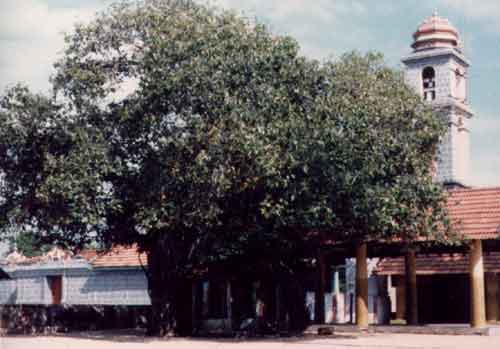 Selva Sannitti, ca. 1980